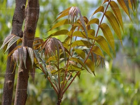 香椿树的种植|香椿树种植应该注意什么？